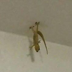 an animal that is standing up on the ceiling with its legs spread out and feet in the air