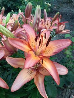 pink and yellow flowers are blooming in the garden