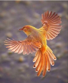 a yellow bird is flying in the air