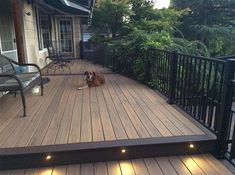 a dog laying on a deck with lights around it