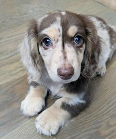 a brown and white dog laying on top of a wooden floor