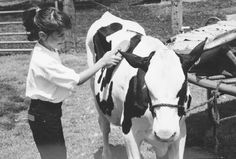 Preparing to Show your Dairy Cow Show Cows, Dairy Cow, Mississippi State University, Mississippi State, State University, Mississippi, Cow