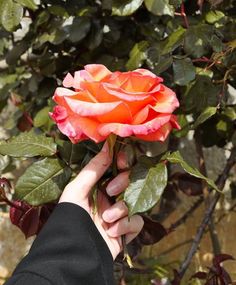 a person is holding a pink rose in their hand