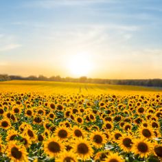 the sun shines brightly over a large field of sunflowers