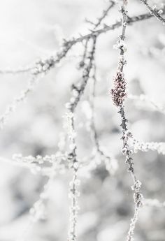 the branches of a tree are covered in ice