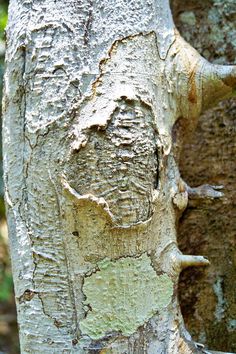 the trunk of a tree with peeling paint on it