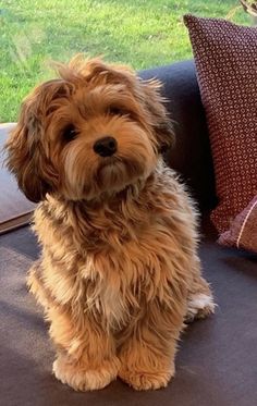 a brown dog sitting on top of a couch