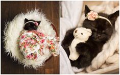 two pictures side by side one has a cat and the other has a teddy bear