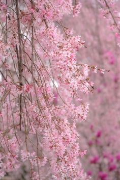 pink flowers are blooming on the branches of trees