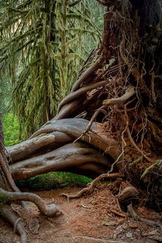 the roots of trees are growing on the ground and in the middle of the forest