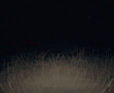 an animal is standing in the grass at night