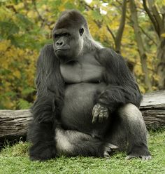 a large gorilla sitting on top of a lush green field