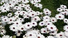 many white flowers are growing in the grass