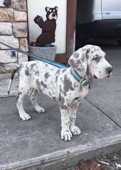 a dalmatian dog standing on the sidewalk with his leash tied to it's neck