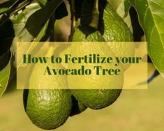 green avocados hanging from a tree with the words how to fertiize your avocado tree