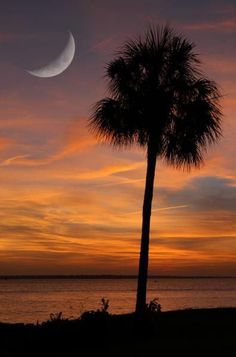 the moon is setting behind a palm tree