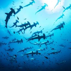 a large group of sharks swimming in the ocean