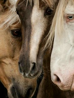 three horses standing next to each other with their heads touching the foreheads and looking at the camera