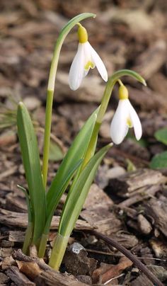 two white flowers with yellow stamens growing out of the ground