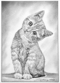 a pencil drawing of a kitten sitting on the ground with its head turned to the side