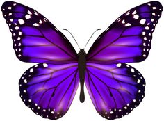 a purple butterfly with white dots on its wings