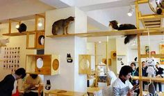 several cats sitting on top of wooden shelves in a room with people looking at them