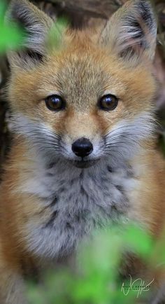 a close up of a fox looking at the camera