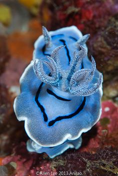 a blue and black sea anemone sitting on some coral