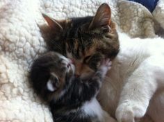 two kittens cuddle together on a blanket