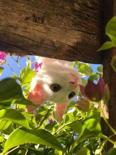 a white cat peeks out from behind a wooden fence with pink flowers on it