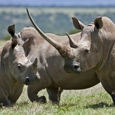 two rhinos standing next to each other in the grass