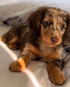 a brown and black dog laying on top of a bed