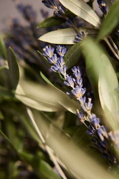 closeup of lavender flowers and green leaves