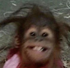 an orangutan with long hair is smiling and looking up at the camera