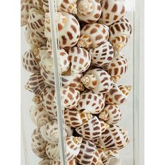 sea shells are stacked in a glass container