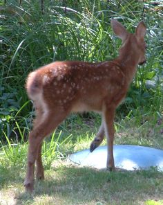 a young deer standing on top of a lush green field next to a blue frisbee