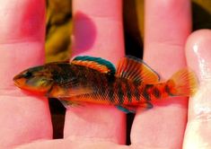 a small fish sitting on top of a person's hand