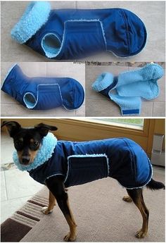 the dog is wearing a blue coat