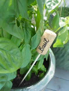 a cork as plant label on a potted plant with green leaves in the background