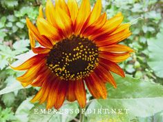 an orange and yellow sunflower with lots of green leaves in the background, surrounded by greenery