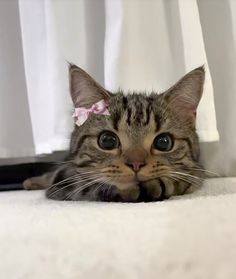 a cat with a pink bow laying on the floor next to a white curtain in front of it