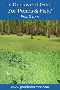 swampy water and trees with the words is duckweed good for pond & fish?