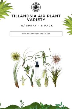 an image of air plants with text that reads, tillansia air plant variety w / spray - 6 pack