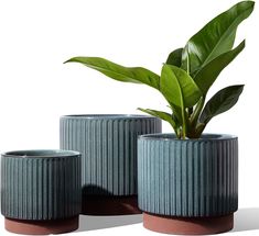 two vases with plants in them on a white surface, one has a green plant in it