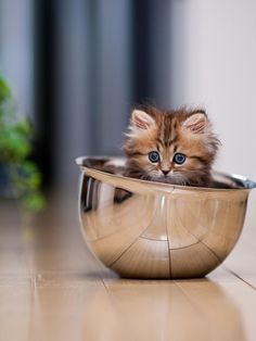 a small kitten sitting in a metal bowl