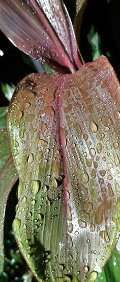 water droplets on the petals of a flower