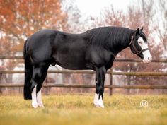 a black and white horse standing on top of a grass covered field