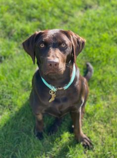 a brown dog sitting on top of a lush green field