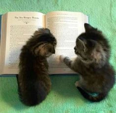 two kittens are playing with each other in front of an open book