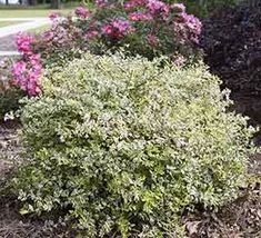 a bush with pink flowers in the middle of some shrubbery and dirt on the ground